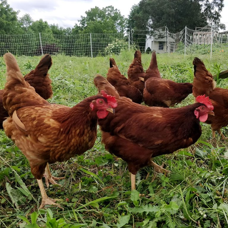 100% Grass-Fed Chickens? - Firefly Meadows Farm: