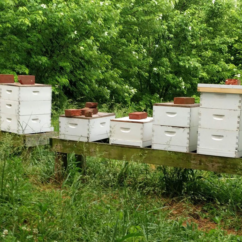 Brood Factories: Unlocking the Secrets to Healthy, Productive Apiaries