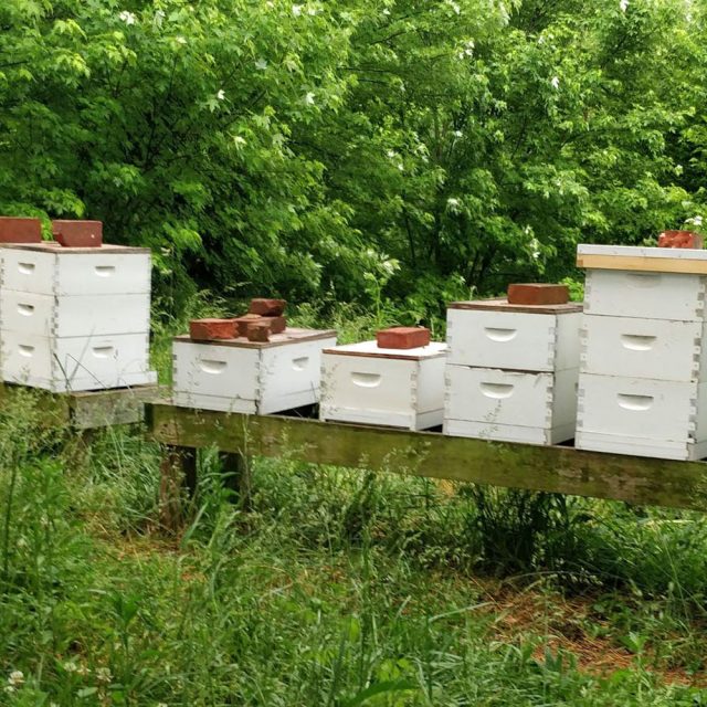 Bee Hives on Stand